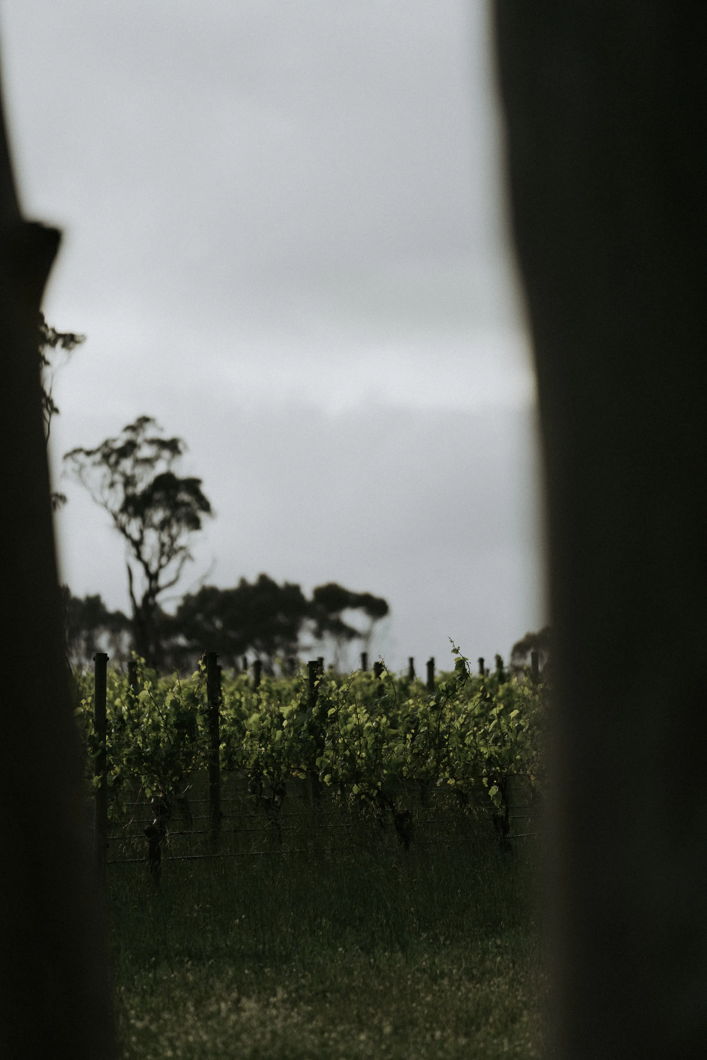 Idée Fixe Karridale Vineyard 2