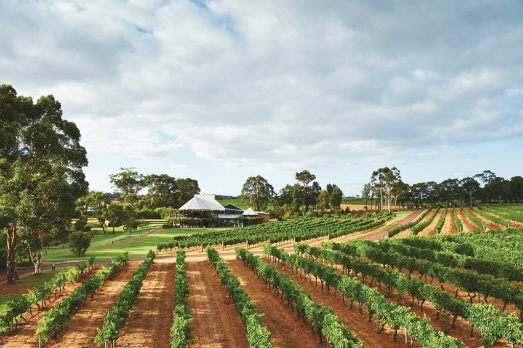 Vasse Felix Home Vineyard 1024x681