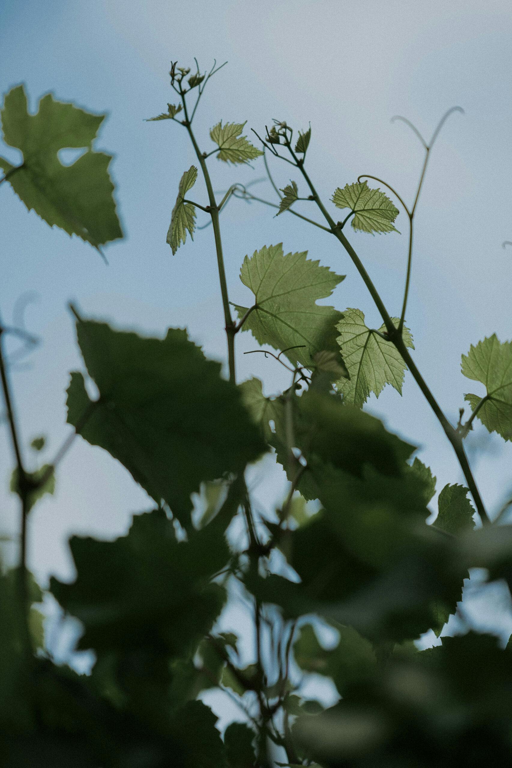 TOMPEARSALL COM 140 scaled