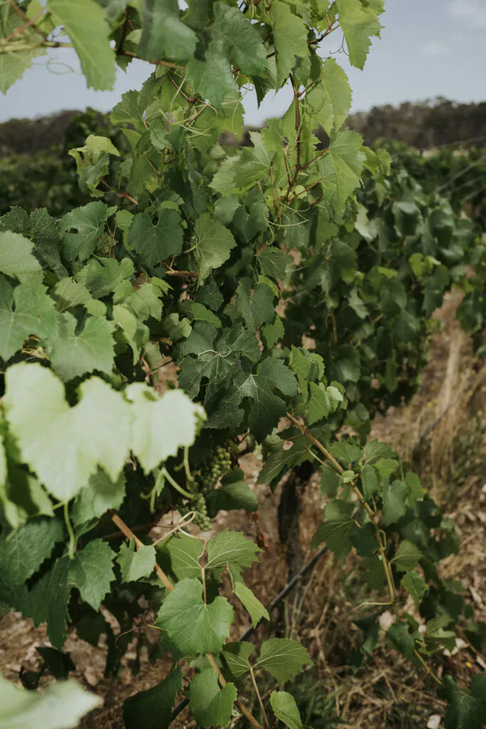 Tom Pearsall 73 683x1024