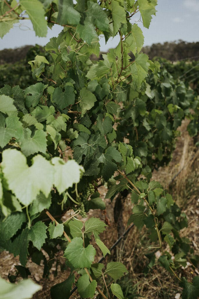 Tom Pearsall 73 683x1024