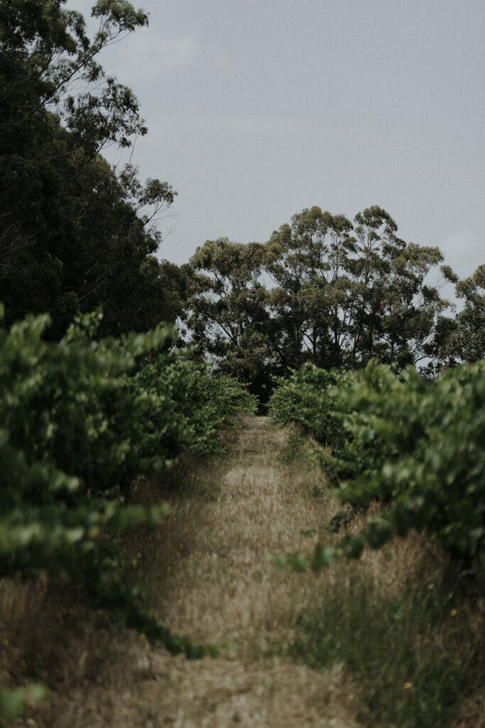 Tom Pearsall 87 edit 683x1024