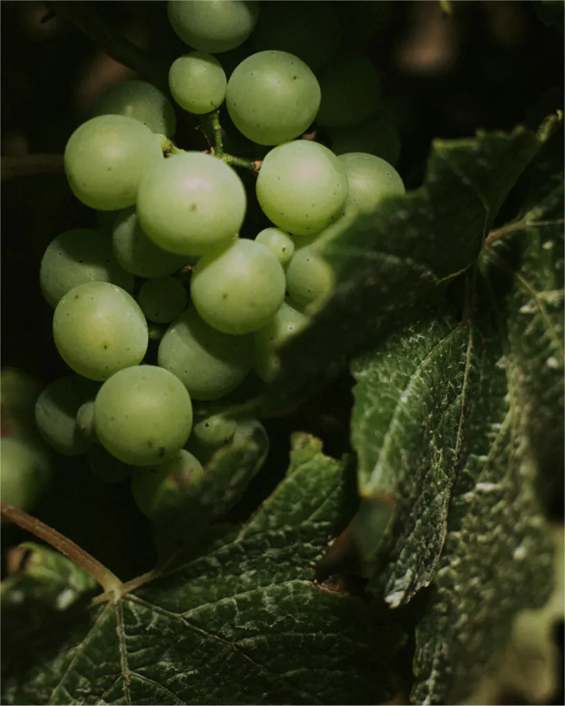 Vineyard4 819x1024