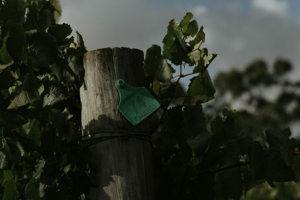 DRIFTWOODPHOTOGRAPHY 02104 1024x683