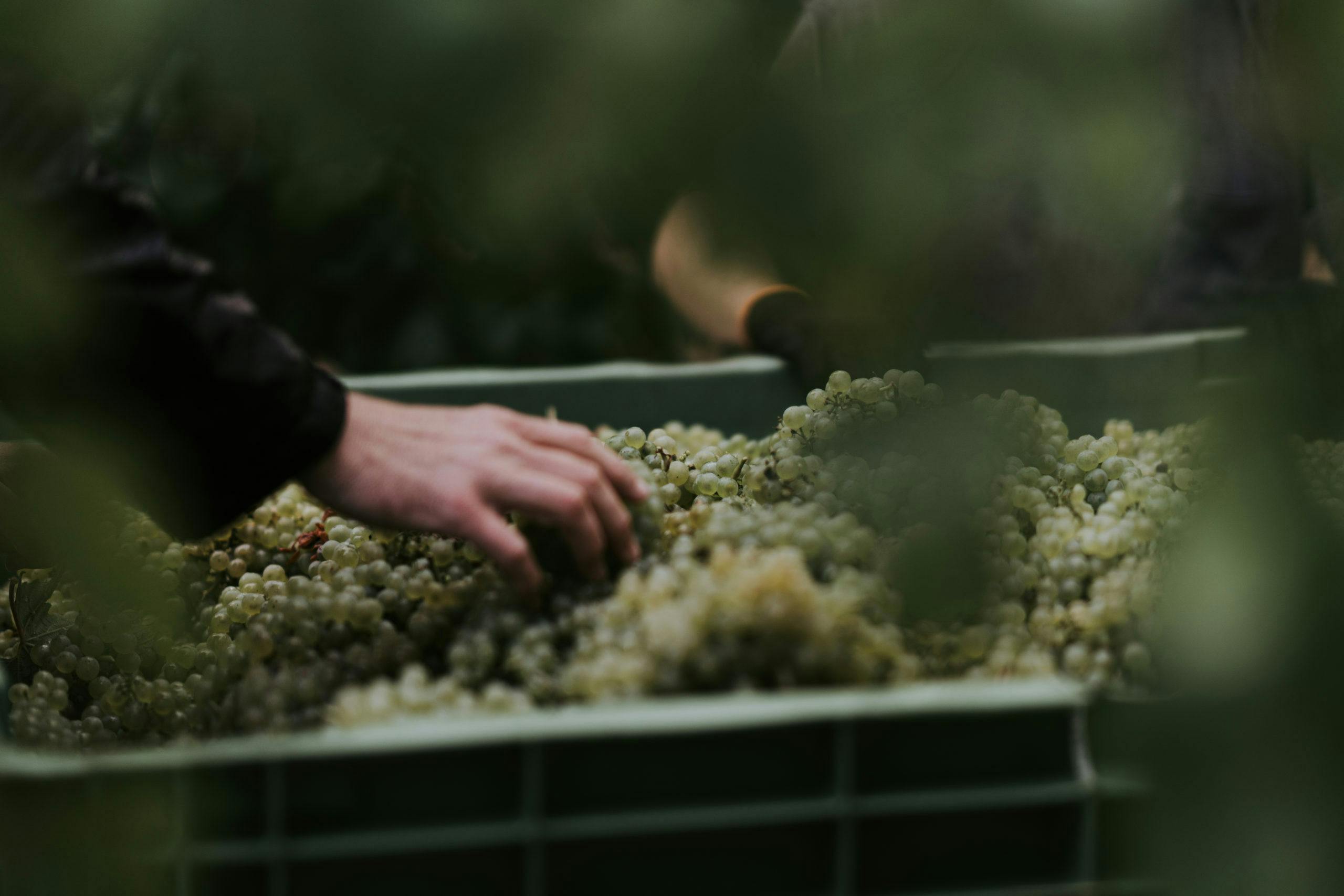 DRIFTWOODPHOTOGRAPHY 01615 scaled