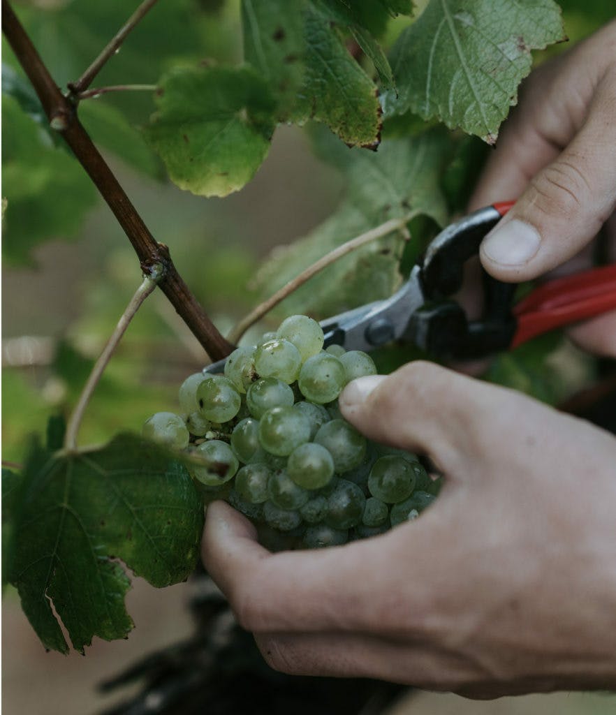 Karridale 4 882x1024