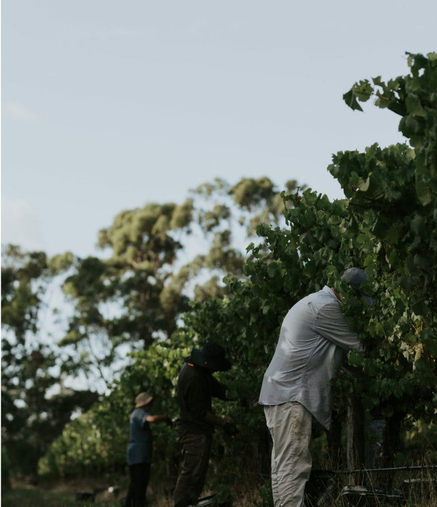 Karridale 6 882x1024