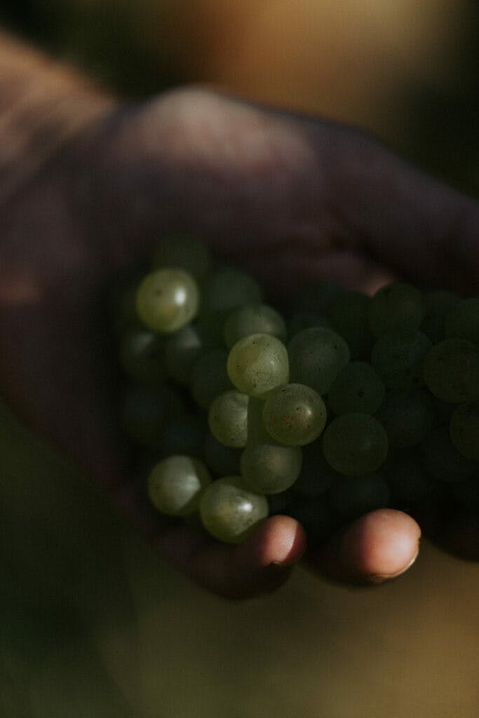 Tom Pearsall 03244 683x1024