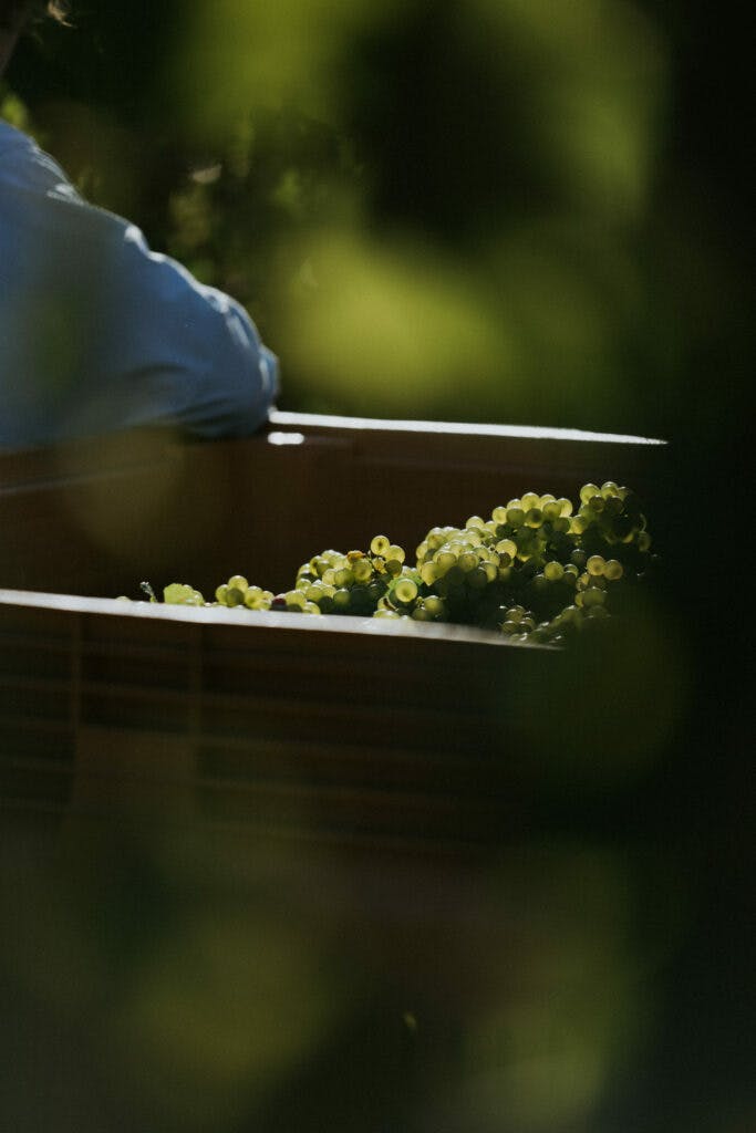 Tom Pearsall 03407 683x1024