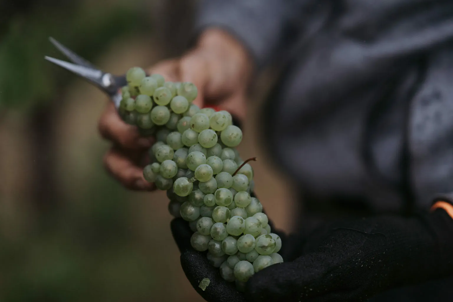 Idee Fixe Chardonnay Grapes 1536x1025