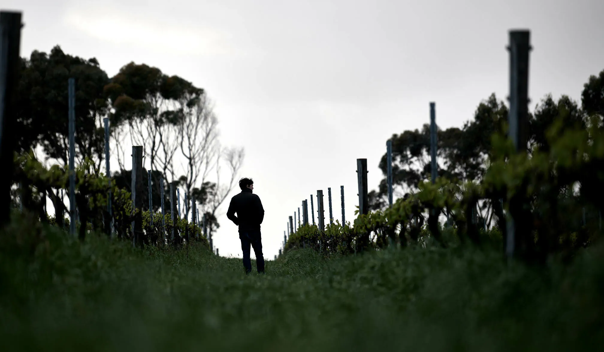 Vineyard Home