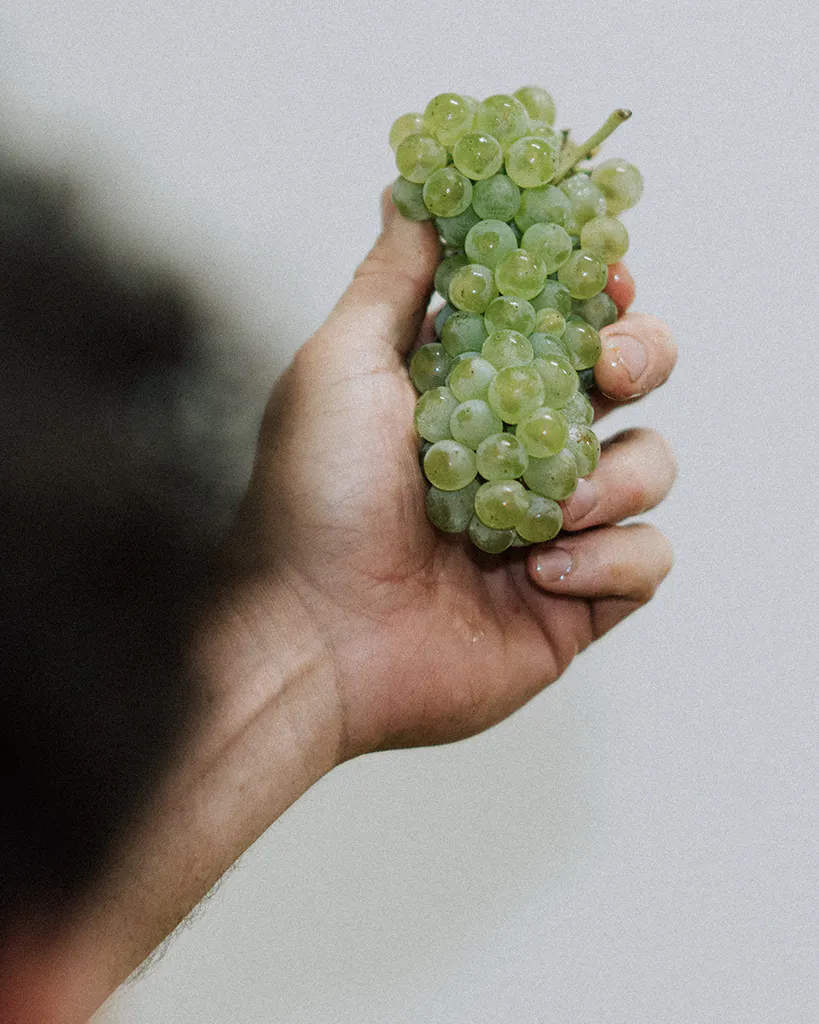 Chardonnay Clones